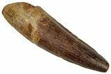 Fossil Spinosaurus Tooth - Real Dinosaur Tooth #329660-1